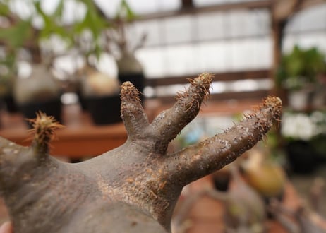 パキポディウム　グラキリス　Pachypodium gracilius　抜き苗　№112