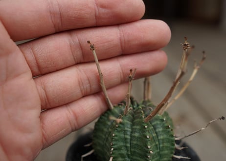 ユーフォルビア　バリダ　”塊根植物スターターセット”