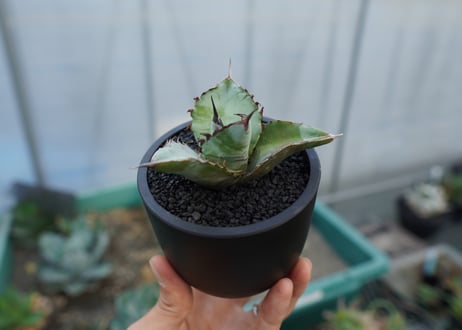 アガベ　チタノタ　ブルー　agave titanota Blue