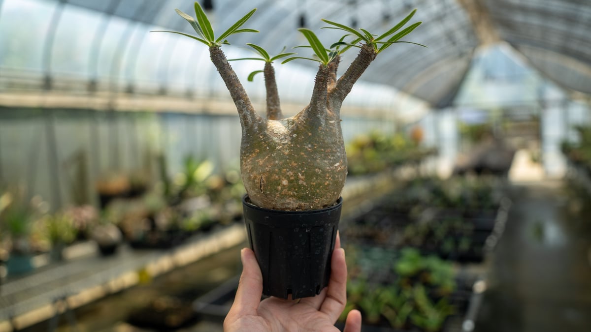 パキポディウム グラキリス No.8 | mana's farm:塊根植物・アガベ