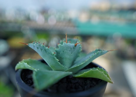 アガベ　イシスメンシス　Agave Isthmensis　No.1