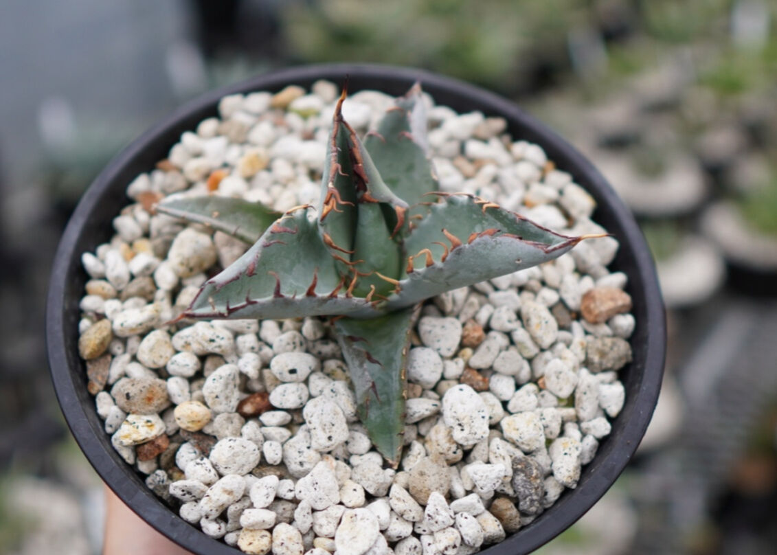 アガベ　チタノタ×マルガリータ　ハイブリッド　Timag 大株15cmオーバー アガベ チタノタ×マルガリータ ハイブリッド Timag 大株15cmオーバー