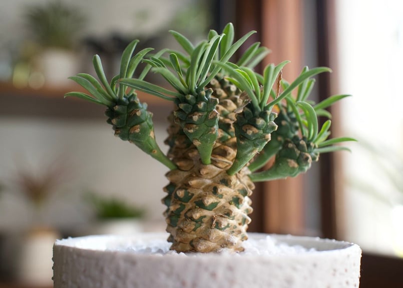 まずはここから始めてみよう＊初心者多肉3点SET | mana's