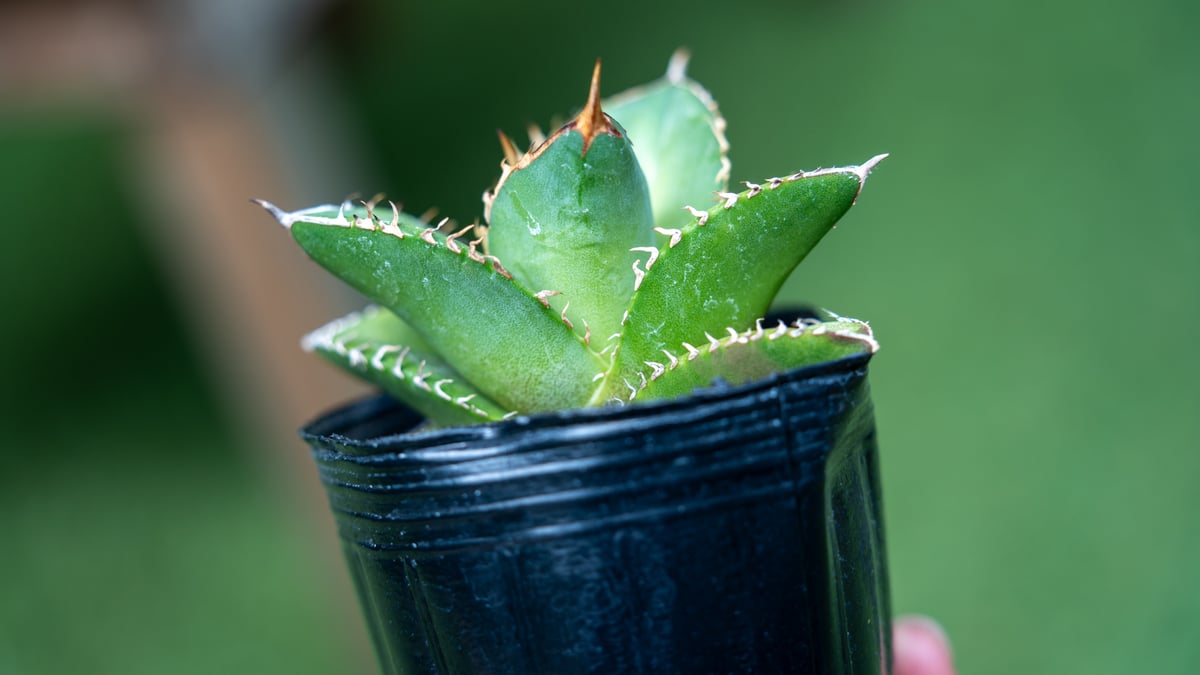 アガベ オテロイ 沖縄実生 No.3 | mana's farm:塊根植物・アガベ