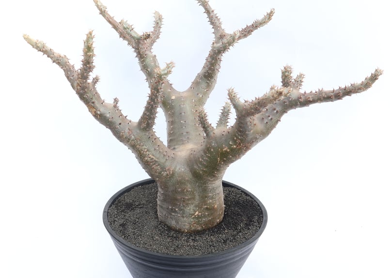 多頭株 塊根植物 パキポディウム マカイエンセ パキポディウム マカイエンセ | mana's farm:塊根植物・アガベ・ドライ