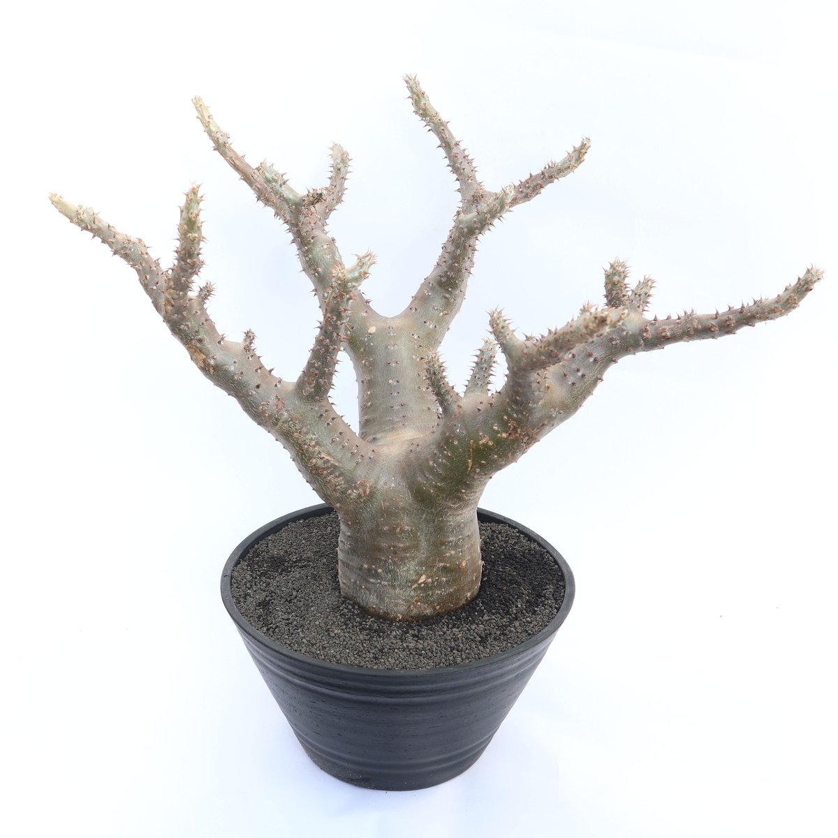 パキポディウム マカイエンセ | mana's farm:塊根植物・アガベ・ドライ