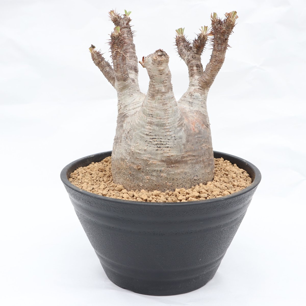 パキポディウム グラキリス 未発根株 | mana's farm:塊根植物