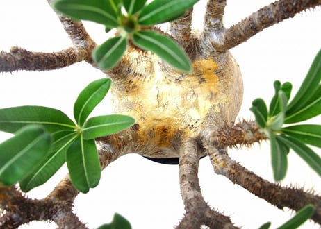 パキポディウム グラキリス　 Pachypodium Gracilius №1