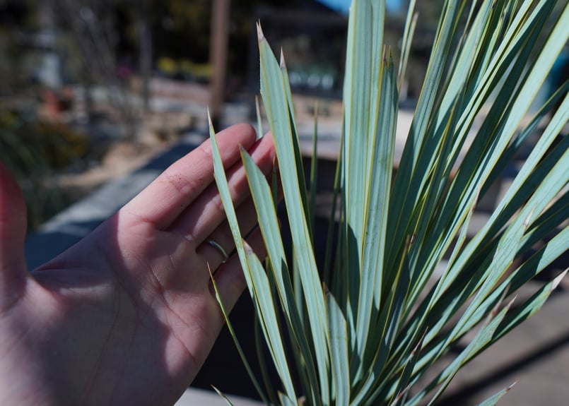 ユッカ ロストラータ | mana's farm:塊根植物・アガベ・ドライガーデン