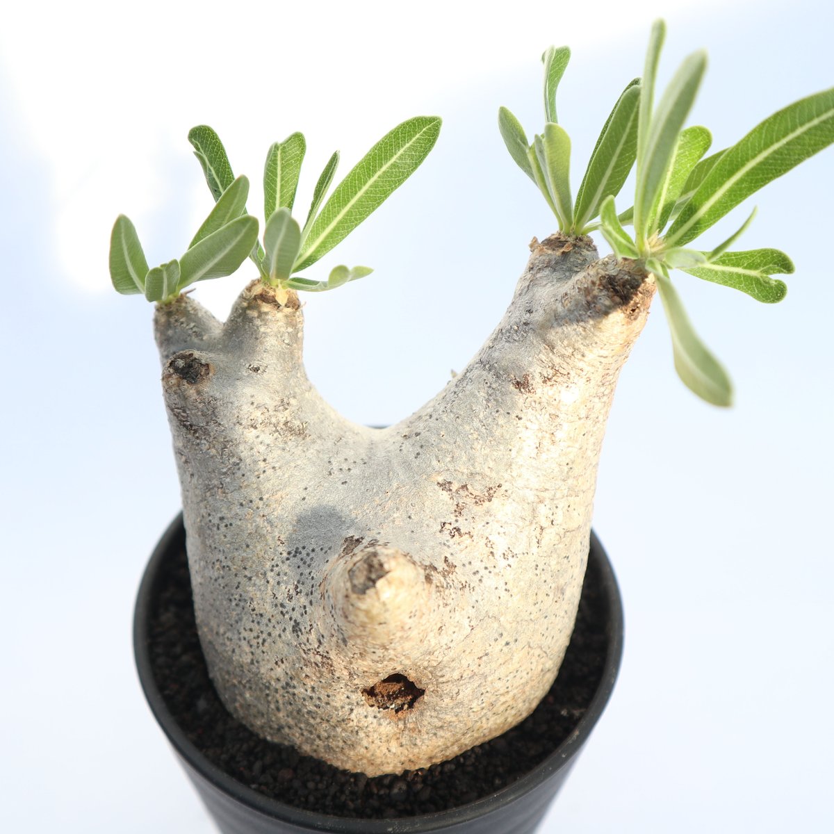 パキポディウム イノピナツム | mana's farm:塊根植物・アガベ・ドライ