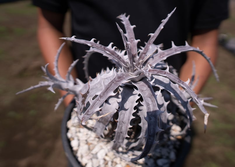 ディッキア goehringii ゴエリンギー　ドライガーデン Dyckia goehringii（ディッキア・ゴエリンギー）の栽培記録 – ゆるぷ