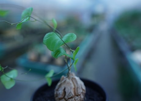 亀甲竜　Dioscorea elephantipes　No.2