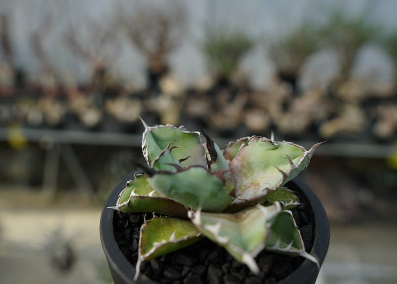 アガベ チタノタ 円 まどか アガベ チタノタ ブラックアンドブルー