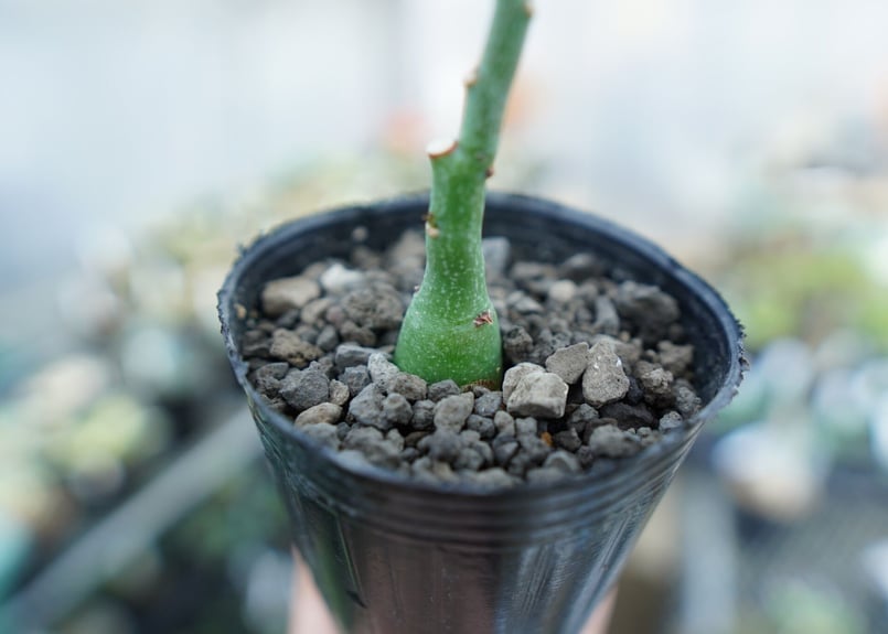 アデニア グラウカ Adenia Glauca No.4 | mana's farm:塊根植物