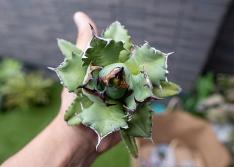 Agave titanota dwarf 姫厳龍NO.6