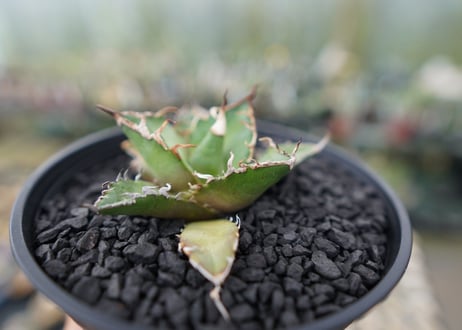 アガベ チタノタ シーザー agave titanota caesar　No.3
