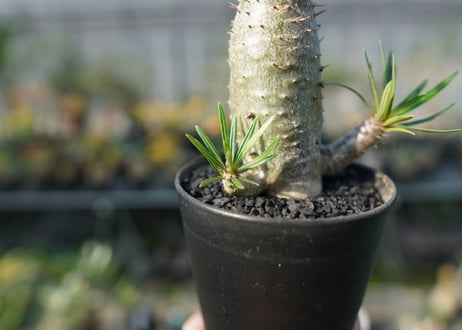 パキポディウム　カクチぺス　Pachypodium cactipes