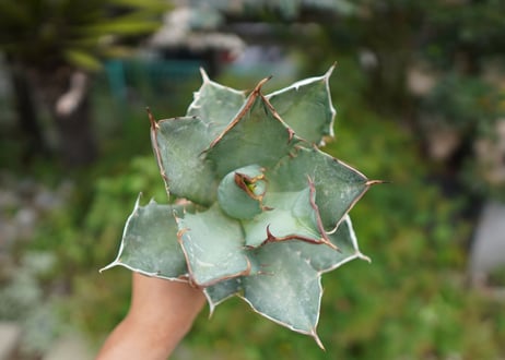 Agave titanota 白鯨 B NO.7