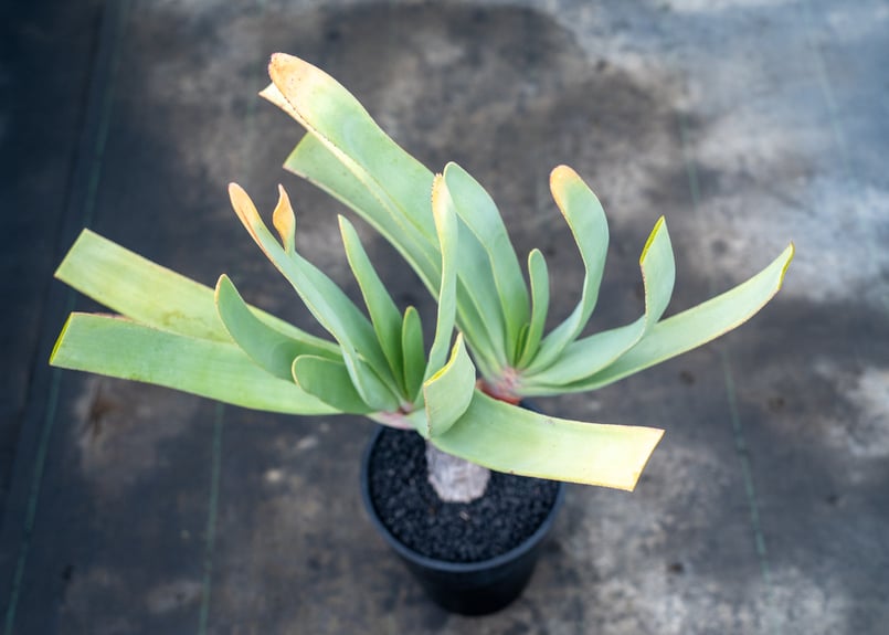 アロエ プリカティリス | mana's farm:塊根植物・アガベ・ドライ