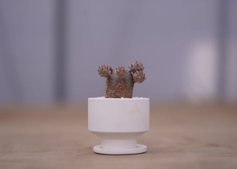 ユーフォルビア　オベサブロウ　Euphorbia Obesablow