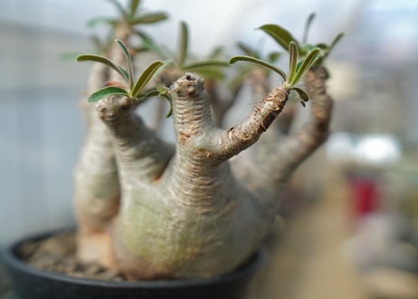 パキポディウム　グラキリス　 Pachypodium Gracilius　No.2
