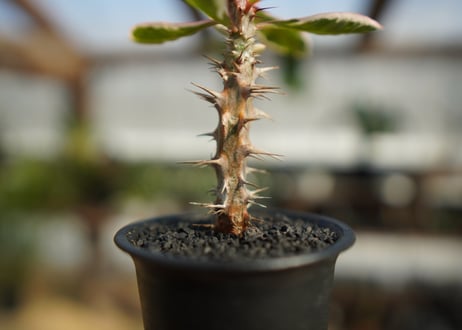 ユーフォルビア　花キリン錦