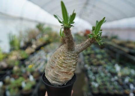 パキポディウム　グラキリス　Pachypodium  Gracilius No.5