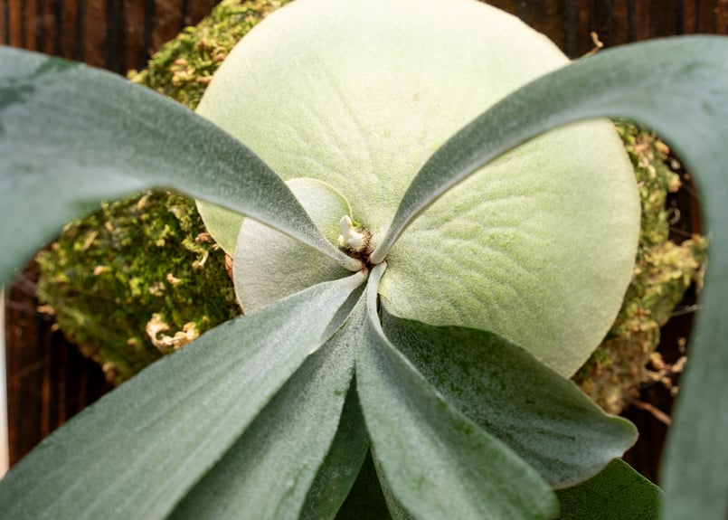 P. bifurcatum sp.white (TC) | mana's farm:塊根植物・