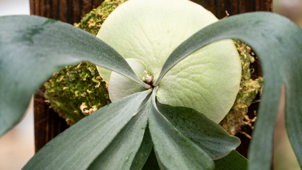 P. bifurcatum sp.white (TC) | mana's farm:塊根植物・