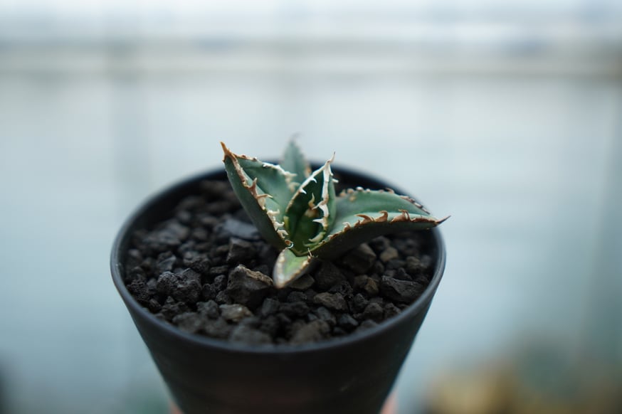 アガベの希少品種を多数アップします。 | mana's farm:塊根植物