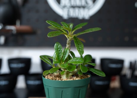 ドルステニア　ギガス　Dorstenia gigas　沖縄実生