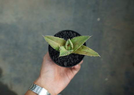 アガベ　チタノタ　FO-76　Agave titanota  FO-76　No.4