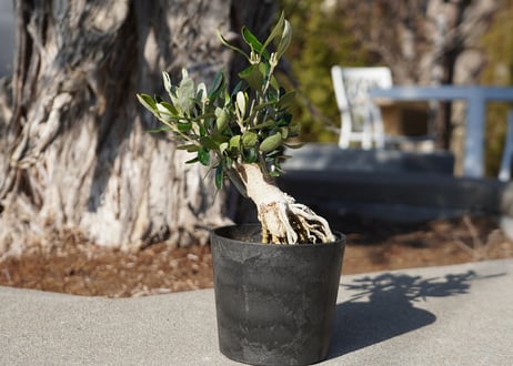 mana's farm:塊根植物・アガベ・ドライガーデン植物販売|マナズファーム