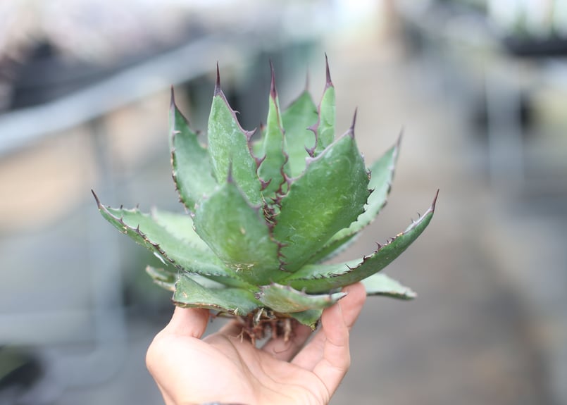 Agave colorata x horrida | mana's farm:塊根植物・アガベ
