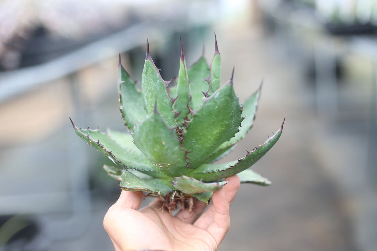 Agave colorata x horrida | mana's farm:塊根植物・アガベ