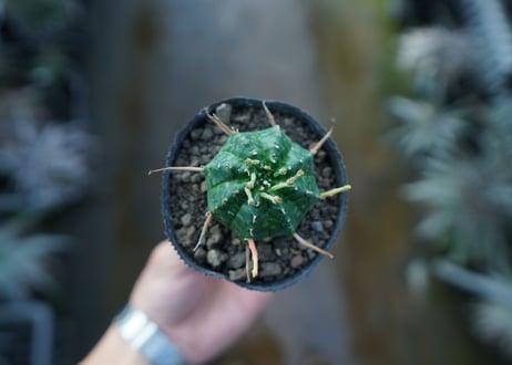 ユーフォルビア　バリダ　Euphorbia valida　No.1