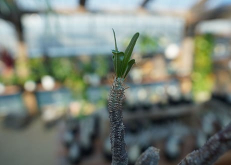 【未発根】パキポディウム　グラキリス　 Pachypodium Gracilius  No.10