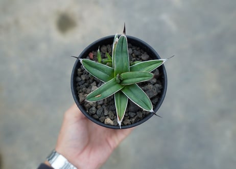 アガベ　ニッケルシー 　Agave nickelsiae