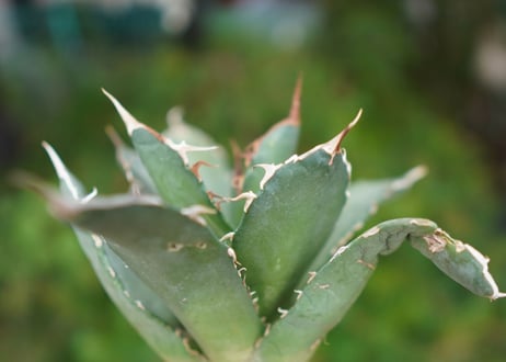 Agave titanota 白鯨 D NO.5