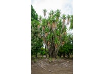 ユーフォルビア シミリラメア | mana's farm:塊根植物・アガベ・ドライ