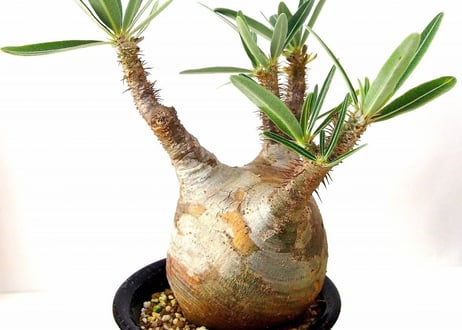 パキポディウム  グラキリス Pachypodium Gracilius　№5