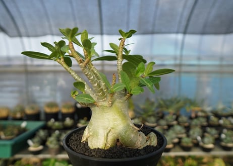アデニウム　Adenium　No.4