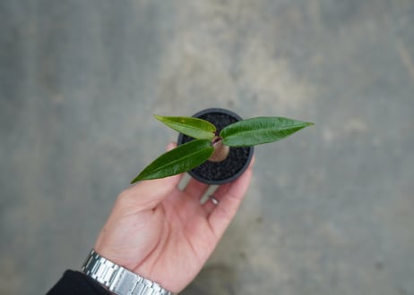 ペトペンチア　ナタレンシス　Petopentia natalensis  No.1