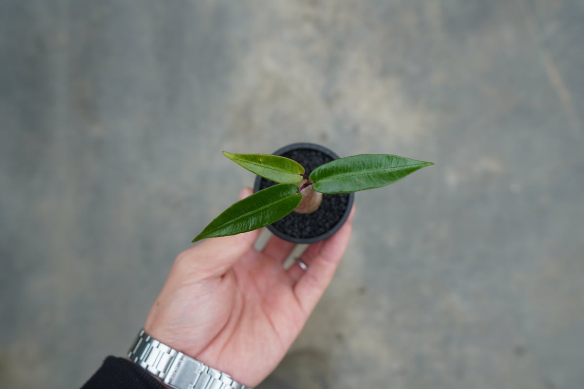 ペトペンチア ナタレンシス Petopentia natalensis No.1 | man ペトペンチア ナタレンシス Petopentia natalensis No.1 | man