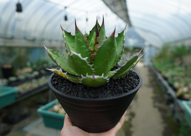 アガベ チタノタ 萬代厳竜 Agave lophantha×titanota No.2 | m