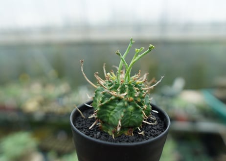 ユーフォルビア　バリダ　Euphorbia valida　No.6