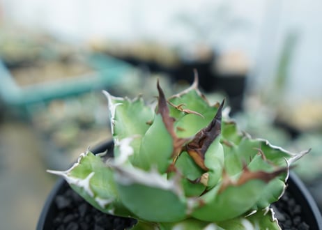 アガベ　チタノタ　姫厳竜　Agave titanota dwarf　No.1