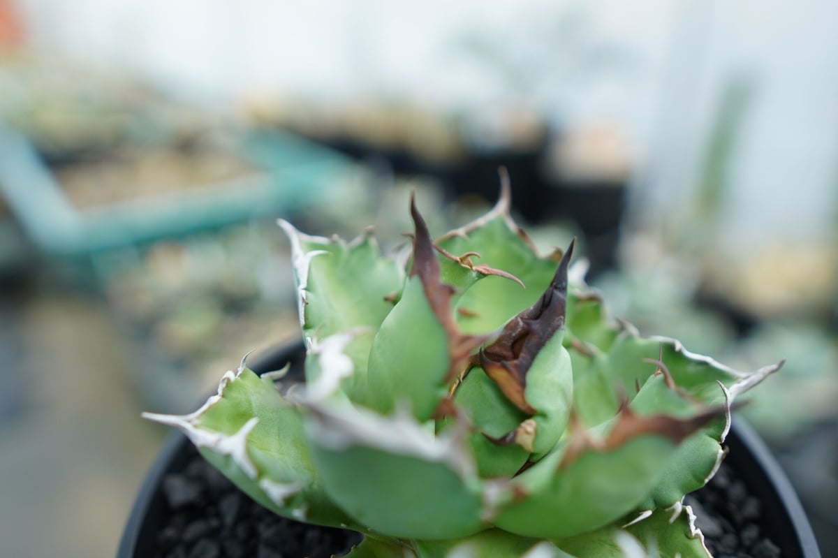 親株サイズ】アガベ チタノタ 姫厳龍01