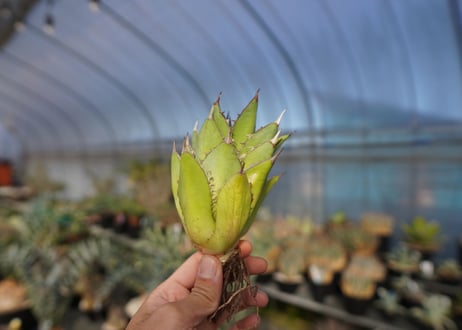 ×agave titanota 剣竜　No.7