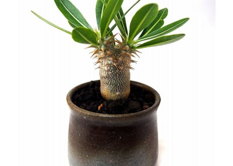 Pachypodium densiflorum シバ女王の玉櫛